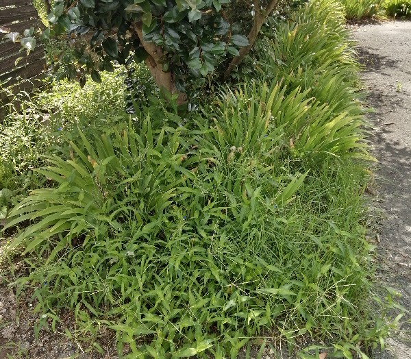 三池焼の庭草ぼうぼうです。