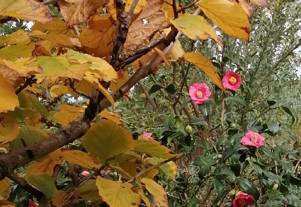 椿の花と万作の紅葉
